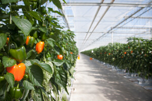 Horticulture