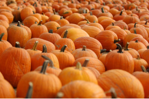 Pumpkin Puree Processing