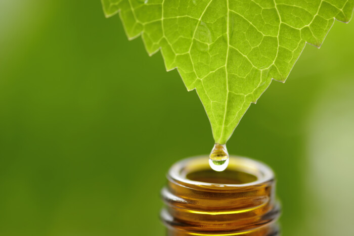Cannabis Oil Production
