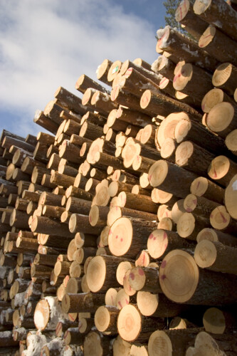 Turpentine Processing